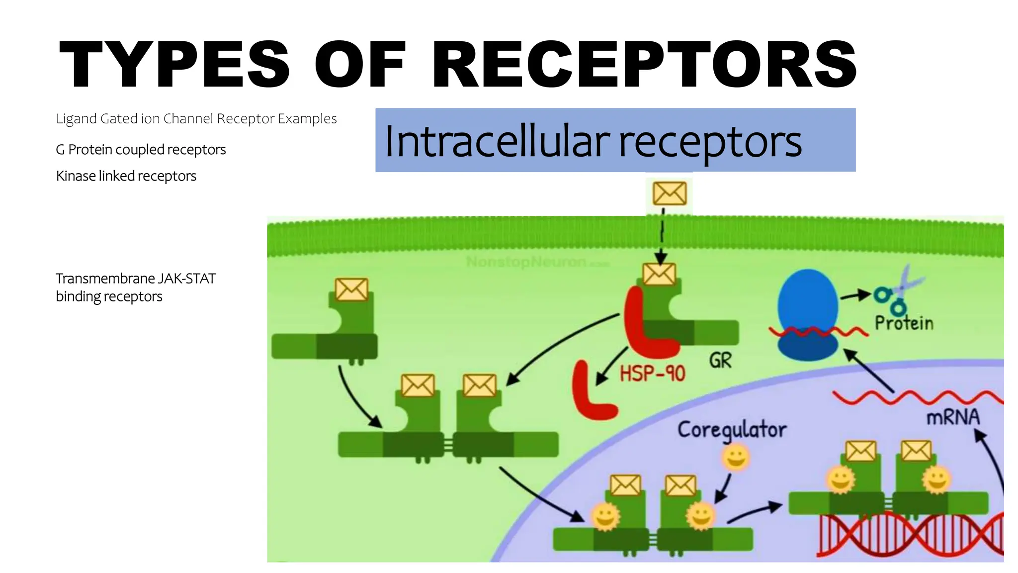 TYPES OF RECEPTORS
Ligand Gated ion Channel Receptor Examples
G Protein coupled receptors
Kinase linked receptors
Intracellular receptors
Transmembrane JAK-STAT
binding receptors
 