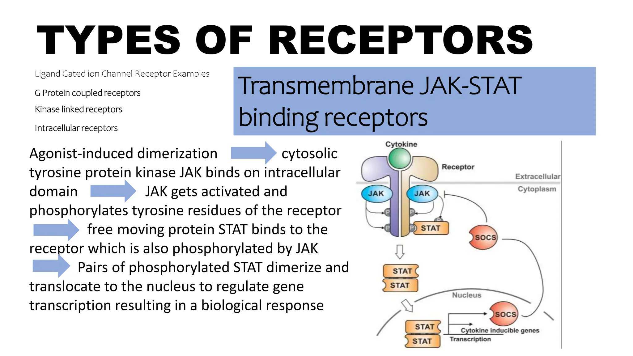 TYPES OF RECEPTORS
Ligand Gated ion Channel Receptor Examples
G Protein coupled receptors
Kinase linked receptors
Intracellular receptors
Transmembrane JAK-STAT
binding receptors
Agonist-induced dimerization cytosolic
tyrosine protein kinase JAK binds on intracellular
domain JAK gets activated and
phosphorylates tyrosine residues of the receptor
------------free moving protein STAT binds to the
receptor which is also phosphorylated by JAK -----
----------Pairs of phosphorylated STAT dimerize and
translocate to the nucleus to regulate gene
transcription resulting in a biological response
 