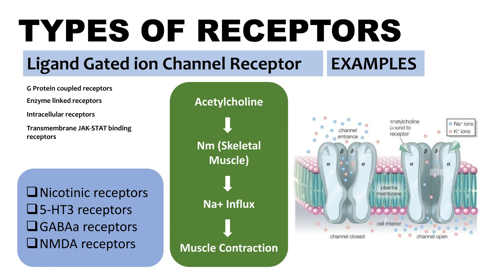 TYPES OF RECEPTORS
Ligand Gated ion Channel Receptor
G Protein coupled receptors
Enzyme linked receptors
Intracellular receptors
Nicotinic receptors
5-HT3 receptors
GABAa receptors
NMDA receptors
EXAMPLES
5HT (Serotonin)
5HT3 (CTZ)
Na+ Influx
Vomiting
Acetylcholine
Nm (Skeletal
Muscle)
Na+ Influx
Muscle Contraction
Transmembrane JAK-STAT binding
receptors
 