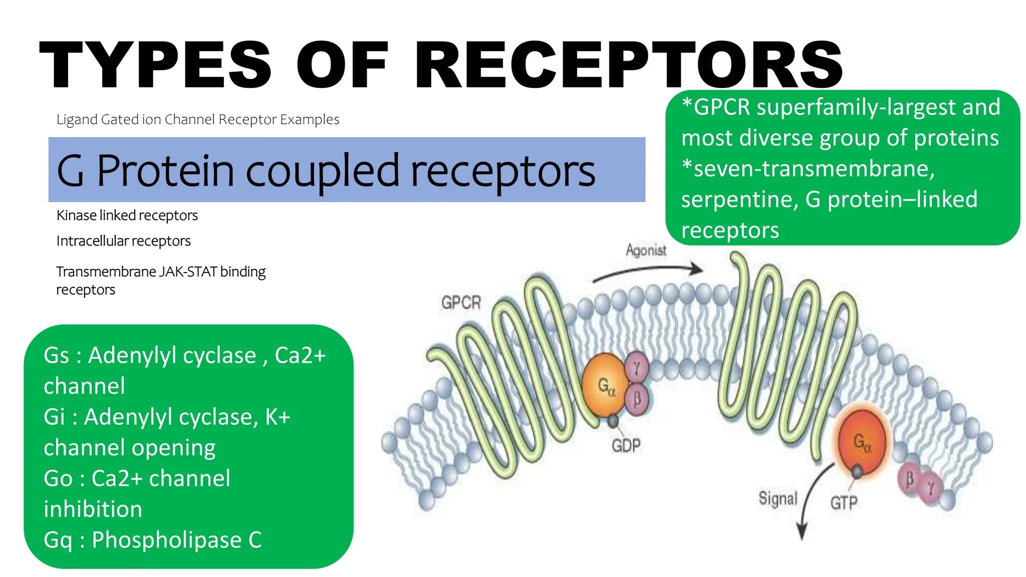 TYPES OF RECEPTORS
Ligand Gated ion Channel Receptor Examples
G Protein coupled receptors
Kinase linked receptors
Intracellular receptors
Examples of GPCRs
Muscarinic receptors [M1-M5]
Adrenergic receptors [α and β]
Histamine receptors [H1-H3]
Dopamine receptors [D1-D5]
Opioid receptors [μ κ б]
5-HT receptors 5-HT[1-7] except 5-
HT3
GABAb receptors
*GPCR superfamily-largest and
most diverse group of proteins
*seven-transmembrane,
serpentine, G protein–linked
receptors
Transmembrane JAK-STAT binding
receptors
Gs : Adenylyl cyclase , Ca2+
channel
Gi : Adenylyl cyclase, K+
channel opening
Go : Ca2+ channel
inhibition
Gq : Phospholipase C
 