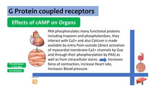 G Protein coupled receptors
Effects of cAMP on Organs
Ion Channels
Phospholipase-
C: IP3-DAG
PKA phosphorylates many functional proteins
including troponin and phospholamban, they
interact with Ca2+ and also Calcium is made
available by entry from outside (direct activation
of myocardial membrane Ca2+ channels by Gsα
and through their phosphorylation by PKA) as
well as from intracellular stores. Increases
force of contraction, Increase Heart rate,
Increases Blood pressure.
 