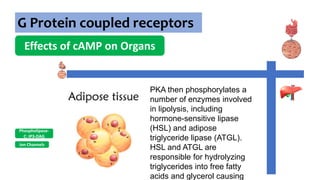 G Protein coupled receptors
Effects of cAMP on Organs
Ion Channels
Phospholipase-
C: IP3-DAG
PKA then phosphorylates a
number of enzymes involved
in lipolysis, including
hormone-sensitive lipase
(HSL) and adipose
triglyceride lipase (ATGL).
HSL and ATGL are
responsible for hydrolyzing
triglycerides into free fatty
acids and glycerol causing
 