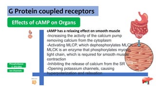 G Protein coupled receptors
Effects of cAMP on Organs
Ion Channels
Phospholipase-
C: IP3-DAG
cAMP has a relaxing effect on smooth muscle
-Increasing the activity of the calcium pump
removing calcium from the cytoplasm
-Activating MLCP, which dephosphorylates MLCK.
MLCK is an enzyme that phosphorylates myosin
light chain, which is required for smooth muscle
contraction
-Inhibiting the release of calcium from the SR
-Opening potassium channels, causing
hyperpolarization and relaxation
 