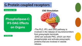 G Protein coupled receptors
Adenyl cyclase- cAMP
Phospholipase-C:
IP3-DAG Effects
on Organs
Ion Channels
-The PLC, IP3, and DAG pathway is
involved in the release of neurotransmitters
from presynaptic terminals.
-DAG can activate PKC, which can then
phosphorylate and activate presynaptic
proteins that are involved in vesicle
release.
CNS Stimulation
 