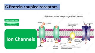 G Protein coupled receptors
Adenyl cyclase- cAMP
Phospholipase-C-
inositol phosphate
Ion Channels
 