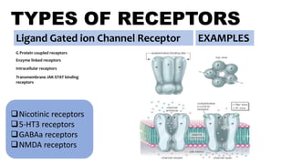 TYPES OF RECEPTORS
Ligand Gated ion Channel Receptor
G Protein coupled receptors
Nicotinic receptors
5-HT3 receptors
GABAa receptors
NMDA receptors
Enzyme linked receptors
Intracellular receptors
EXAMPLES
Transmembrane JAK-STAT binding
receptors
 
