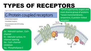 TYPES OF RECEPTORS
Ligand Gated ion Channel Receptor Examples
G Protein coupled receptors
Kinase linked receptors
Intracellular receptors
Examples of GPCRs
Muscarinic receptors [M1-M5]
Adrenergic receptors [α and β]
Histamine receptors [H1-H3]
Dopamine receptors [D1-D5]
Opioid receptors [μ κ б]
5-HT receptors 5-HT[1-7] except 5-
HT3
GABAb receptors
*GPCR superfamily-largest and
most diverse group of proteins
*seven-transmembrane,
serpentine, G protein–linked
receptors
Transmembrane JAK-STAT binding
receptors
Gs : Adenylyl cyclase , Ca2+
channel
Gi : Adenylyl cyclase, K+
channel opening
Go : Ca2+ channel
inhibition
Gq : Phospholipase C
 