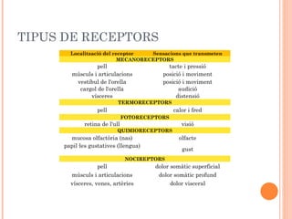 TIPUS DE RECEPTORS Localització del receptor Sensacions que transmeten MECANORECEPTORS pell tacte i pressió músculs i articulacions posició i moviment vestíbul de l'orella posició i moviment cargol de l'orella audició vísceres distensió TERMORECEPTORS pell calor i fred FOTORECEPTORS retina de l'ull visió QUIMIORECEPTORS mucosa olfactòria (nas) olfacte papil·les gustatives (llengua) gust NOCIREPTORS pell dolor somàtic superficial músculs i articulacions dolor somàtic profund vísceres, venes, artèries dolor visceral 