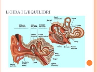 L’OÏDA I L’EQUILIBRI 