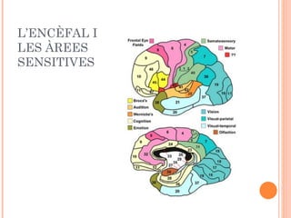 L’ENCÈFAL I LES ÀREES SENSITIVES 