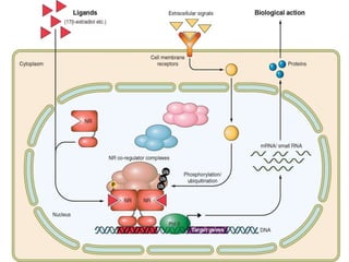 Receptors types | PPTX