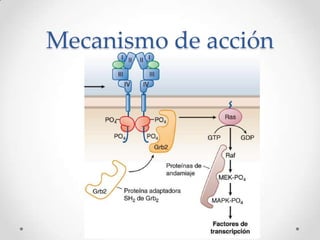 Mapa Del Receptor De Tirosina Quinasa