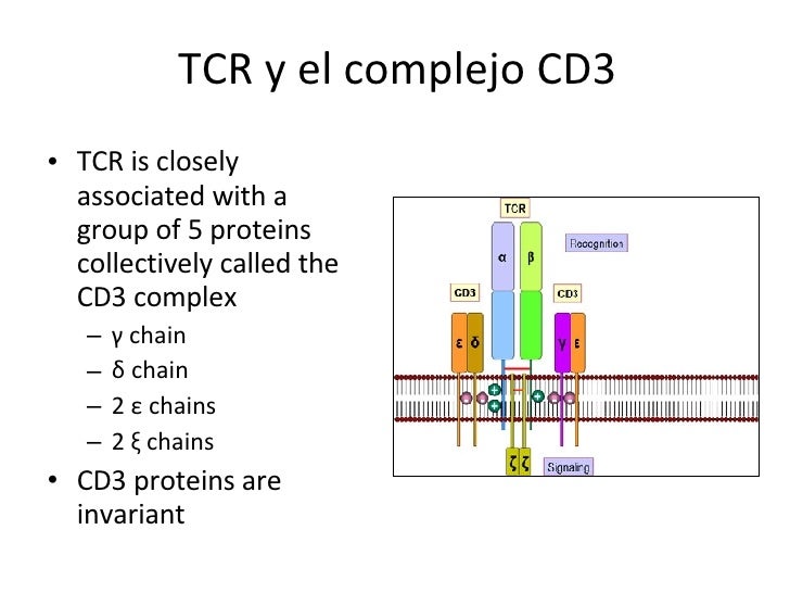 Receptor T Y Cmh