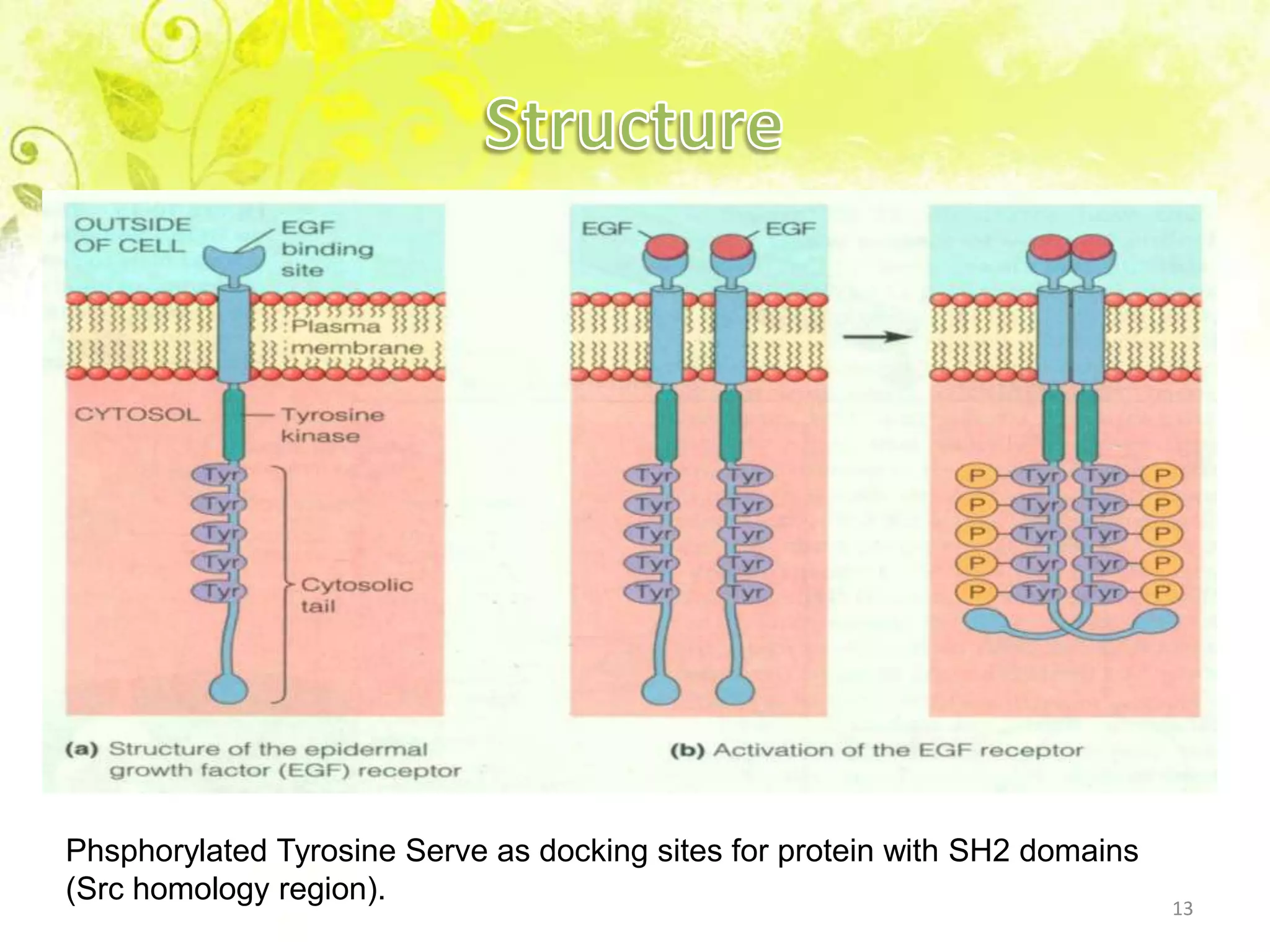 Receptor tyrosine kinase | PPTX