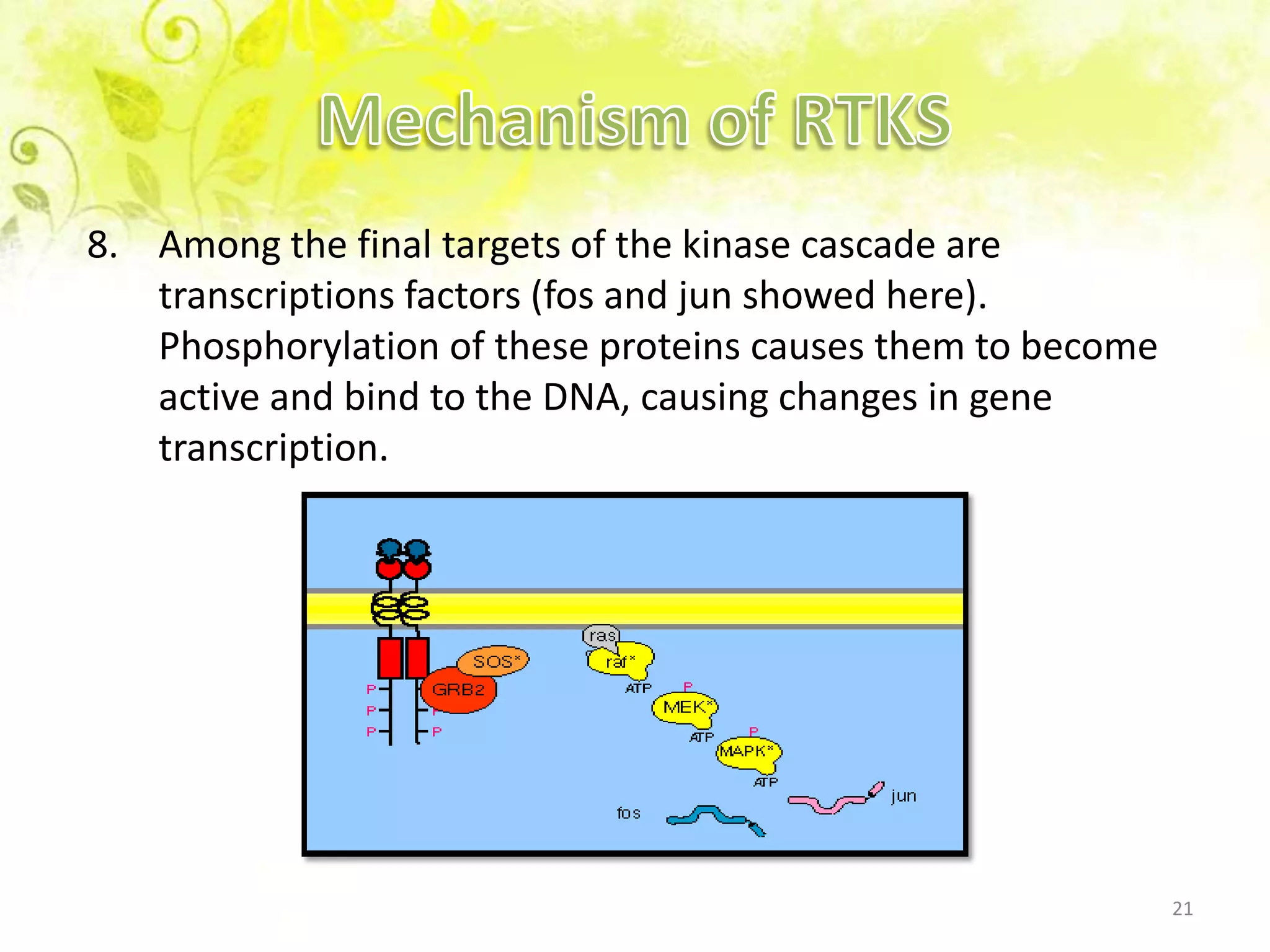 Jun Cascade Receptor tyrosine kinase | PPTX