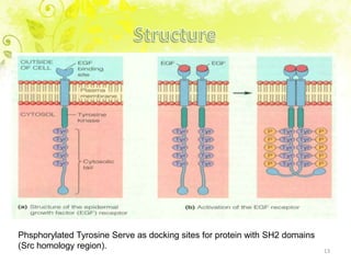 Receptor tyrosine kinase | PPTX