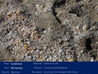 Estructura num. 10
Tipus LAMINAR Materials Carbonat de calci
Nom PETXINES Esforços Compressió (principalment)
Situació Barcelona. Descripció Les petxines són l’exoesquelet dels moluscs.
 