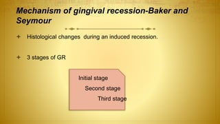 Mechanism of gingival recession-Baker and
Seymour
 Histological changes during an induced recession.
 3 stages of GR
Initial stage
Second stage
Third stage
 