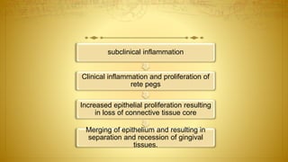 subclinical inflammation
Clinical inflammation and proliferation of
rete pegs
Increased epithelial proliferation resulting
in loss of connective tissue core
Merging of epithelium and resulting in
separation and recession of gingival
tissues.
 
