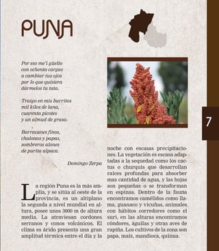 PUNA 
7 
Por eso me’i güelto 
con ochenta cargas 
a cambiar tus ojos 
por lo que quisiera 
dármelos tu tata. 
Traigo en mis burritos 
mil kilos de lana, 
cuarenta picotes 
y un almud de grasa. 
Barracanes finos, 
chalonas y papas, 
sombreros alones 
de purita alpaca. 
Domingo Zerpa 
La región Puna es la más am-plia, 
y se sitúa al oeste de la 
provincia, es un altiplano 
la segunda a nivel mundial en al-tura, 
posee unos 3000 m de altura 
media. La atraviesan cordones 
serranos y conos volcánicos. El 
clima es árido presenta una gran 
amplitud térmica entre el día y la 
noche con escasas precipitacio-nes. 
La vegetación es escasa adap-tadas 
a la sequedad como los cac-tus 
o churquis que desarrollan 
raíces profundas para absorber 
mas cantidad de agua, y las hojas 
son pequeñas o se transforman 
en espinas. Dentro de la fauna 
encontramos camélidos como lla-ma, 
guanaco y vicuñas, animales 
con hábitos corredores como el 
suri, en las alturas encontramos 
cóndores, águilas y otras aves de 
rapiña. Los cultivos de la zona son 
papa, maíz, mandioca, quinua. 
 