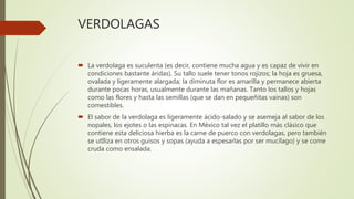 VERDOLAGAS
 La verdolaga es suculenta (es decir, contiene mucha agua y es capaz de vivir en
condiciones bastante áridas). Su tallo suele tener tonos rojizos; la hoja es gruesa,
ovalada y ligeramente alargada; la diminuta flor es amarilla y permanece abierta
durante pocas horas, usualmente durante las mañanas. Tanto los tallos y hojas
como las flores y hasta las semillas (que se dan en pequeñitas vainas) son
comestibles.
 El sabor de la verdolaga es ligeramente ácido-salado y se asemeja al sabor de los
nopales, los ejotes o las espinacas. En México tal vez el platillo más clásico que
contiene esta deliciosa hierba es la carne de puerco con verdolagas, pero también
se utIliza en otros guisos y sopas (ayuda a espesarlas por ser mucílago) y se come
cruda como ensalada.
 