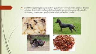  En el México prehispánico, se criaban guajolotes y xoloitzcuintles, además de cazar
todo tipo de animales, incluyendo insectos y larvas como los escamoles, jubiles,
chinicuiles y chapuzones que formaban parte de la dieta regular.
 