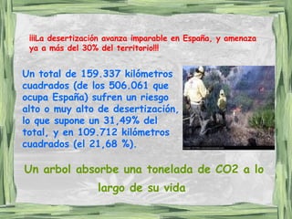 Un arbol absorbe una tonelada de CO2 a lo largo de su vida   Un total de 159.337 kilómetros cuadrados (de los 506.061 que ocupa España) sufren un riesgo alto o muy alto de desertización, lo que supone un 31,49% del total, y en 109.712 kilómetros cuadrados (el 21,68 %). ¡¡¡La desertización avanza imparable en España, y amenaza ya a más del 30% del territorio!!! 