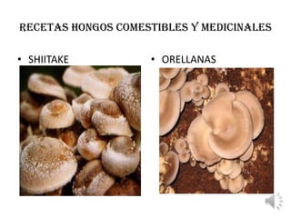 RECETAS HONGOS COMESTIBLES Y MEDICINALES

• SHIITAKE          • ORELLANAS
 