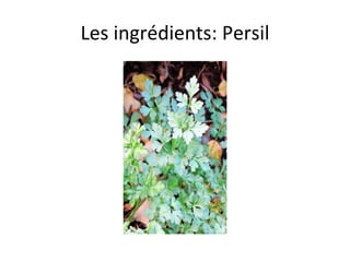 Les ingrédients: Persil 