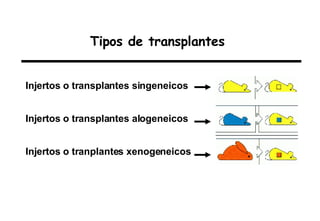 Tipos de transplantes Injertos o transplantes singeneicos Injertos o transplantes alogeneicos Injertos o tranplantes xenogeneicos 