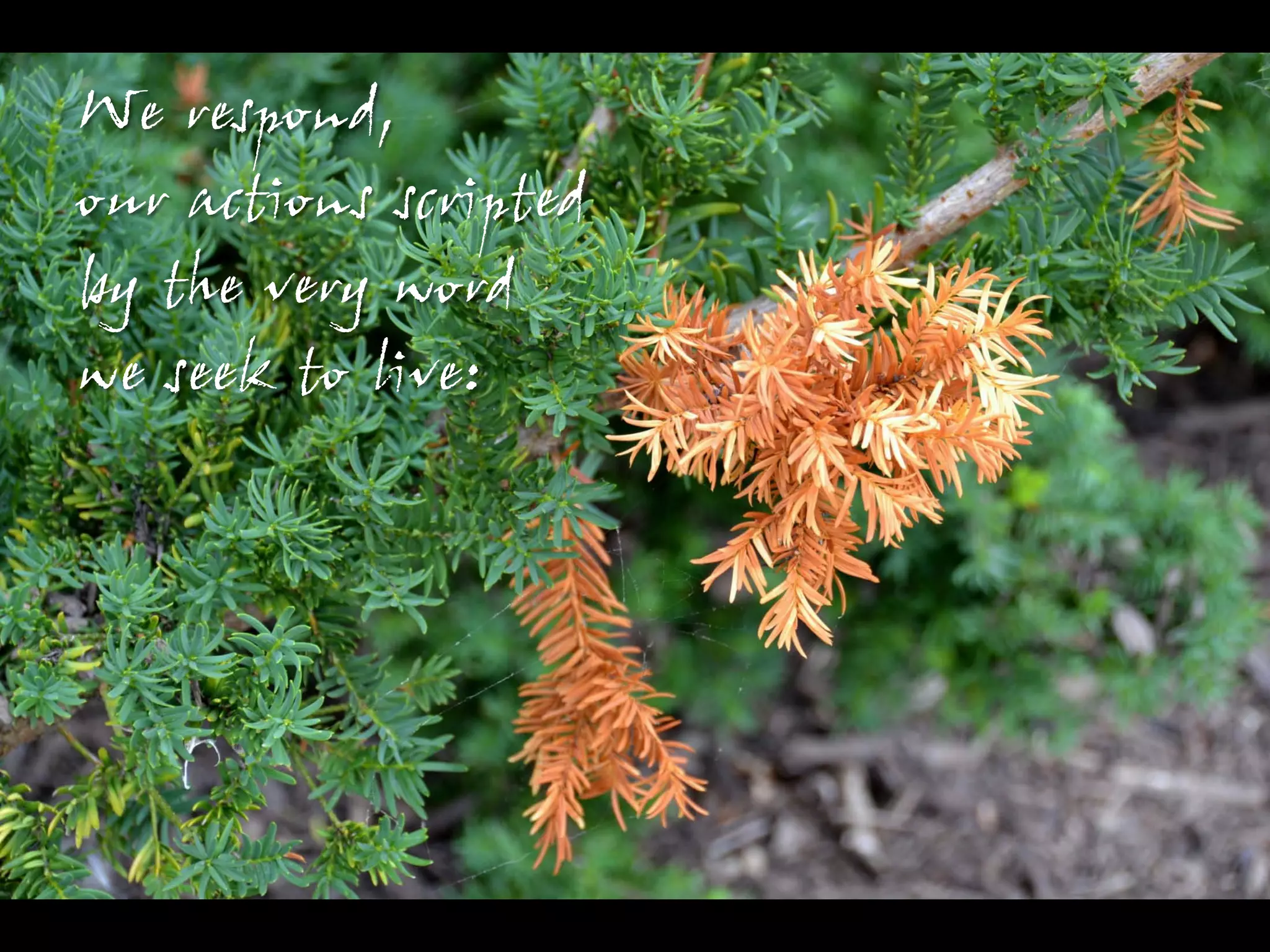 We respond,
our actions scripted
by the very word
we seek to live:
 