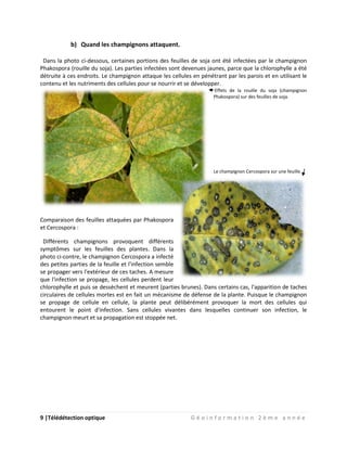 9 |Télédétection optique G é o i n f o r m a t i o n 2 è m e a n n é e
b) Quand les champignons attaquent.
Dans la photo ci-dessous, certaines portions des feuilles de soja ont été infectées par le champignon
Phakospora (rouille du soja). Les parties infectées sont devenues jaunes, parce que la chlorophylle a été
détruite à ces endroits. Le champignon attaque les cellules en pénétrant par les parois et en utilisant le
contenu et les nutriments des cellules pour se nourrir et se développer.
Effets de la rouille du soja (champignon
Phakospora) sur des feuilles de soja.
Le champignon Cercospora sur une feuille.
Comparaison des feuilles attaquées par Phakospora
et Cercospora :
Différents champignons provoquent différents
symptômes sur les feuilles des plantes. Dans la
photo ci-contre, le champignon Cercospora a infecté
des petites parties de la feuille et l'infection semble
se propager vers l'extérieur de ces taches. A mesure
que l'infection se propage, les cellules perdent leur
chlorophylle et puis se dessèchent et meurent (parties brunes). Dans certains cas, l'apparition de taches
circulaires de cellules mortes est en fait un mécanisme de défense de la plante. Puisque le champignon
se propage de cellule en cellule, la plante peut délibérément provoquer la mort des cellules qui
entourent le point d'infection. Sans cellules vivantes dans lesquelles continuer son infection, le
champignon meurt et sa propagation est stoppée net.
 