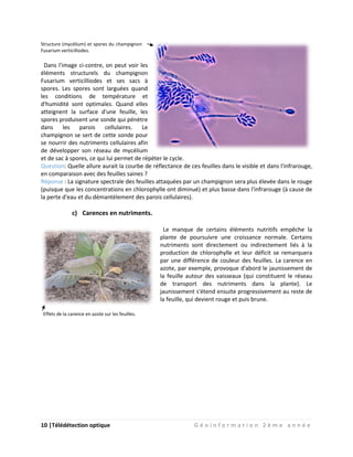 10 |Télédétection optique G é o i n f o r m a t i o n 2 è m e a n n é e
Structure (mycélium) et spores du champignon
Fusarium verticilliodes.
Dans l'image ci-contre, on peut voir les
éléments structurels du champignon
Fusarium verticilliodes et ses sacs à
spores. Les spores sont larguées quand
les conditions de température et
d'humidité sont optimales. Quand elles
atteignent la surface d'une feuille, les
spores produisent une sonde qui pénètre
dans les parois cellulaires. Le
champignon se sert de cette sonde pour
se nourrir des nutriments cellulaires afin
de développer son réseau de mycélium
et de sac à spores, ce qui lui permet de répéter le cycle.
Question: Quelle allure aurait la courbe de réflectance de ces feuilles dans le visible et dans l'infrarouge,
en comparaison avec des feuilles saines ?
Réponse : La signature spectrale des feuilles attaquées par un champignon sera plus élevée dans le rouge
(puisque que les concentrations en chlorophylle ont diminué) et plus basse dans l'infrarouge (à cause de
la perte d'eau et du démantèlement des parois cellulaires).
c) Carences en nutriments.
Le manque de certains éléments nutritifs empêche la
plante de poursuivre une croissance normale. Certains
nutriments sont directement ou indirectement liés à la
production de chlorophylle et leur déficit se remarquera
par une différence de couleur des feuilles. La carence en
azote, par exemple, provoque d'abord le jaunissement de
la feuille autour des vaisseaux (qui constituent le réseau
de transport des nutriments dans la plante). Le
jaunissement s'étend ensuite progressivement au reste de
la feuille, qui devient rouge et puis brune.
Effets de la carence en azote sur les feuilles.
 