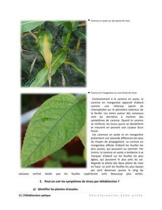 11 |Télédétection optique G é o i n f o r m a t i o n 2 è m e a n n é e
Carence en azote sur des plants de maïs.
Carence en manganèse sur une feuille de rosier.
Contrairement à la carence en azote, la
carence en manganèse apparaît d'abord
comme une chlorose (perte de
chlorophylle) sur le périmètre extérieur de
la feuille. Les zones autour des vaisseaux
sont les dernières à montrer des
symptômes de carence. Quand la carence
se renforce, les tissus jaunis se dessèchent
et meurent en prenant une couleur brun
foncé.
Les carences en azote et en manganèse
présentent une seconde différence (en plus
du moyen de propagation). La carence en
manganèse affecte d'abord les feuilles les
plus jeunes, qui poussent au sommet. Par
contre, la carence en azote a tendance à se
marquer d'abord sur les feuilles les plus
âgées, qui poussent le plus près du sol.
Regarde la photo des deux plants de maïs
en haut: ce sont les feuilles les plus basses
qui sont devenues jaunes le long du
vaisseau central tandis que les feuilles supérieures sont beaucoup plus vertes.
2. Peut-on voir les symptômes de stress par télédétection ?
a) Identifier les plantes stressées.
 