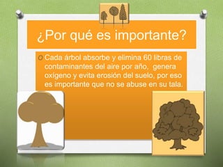¿Por qué es importante?
O Cada árbol absorbe y elimina 60 libras de
contaminantes del aire por año, genera
oxígeno y evita erosión del suelo, por eso
es importante que no se abuse en su tala.
 