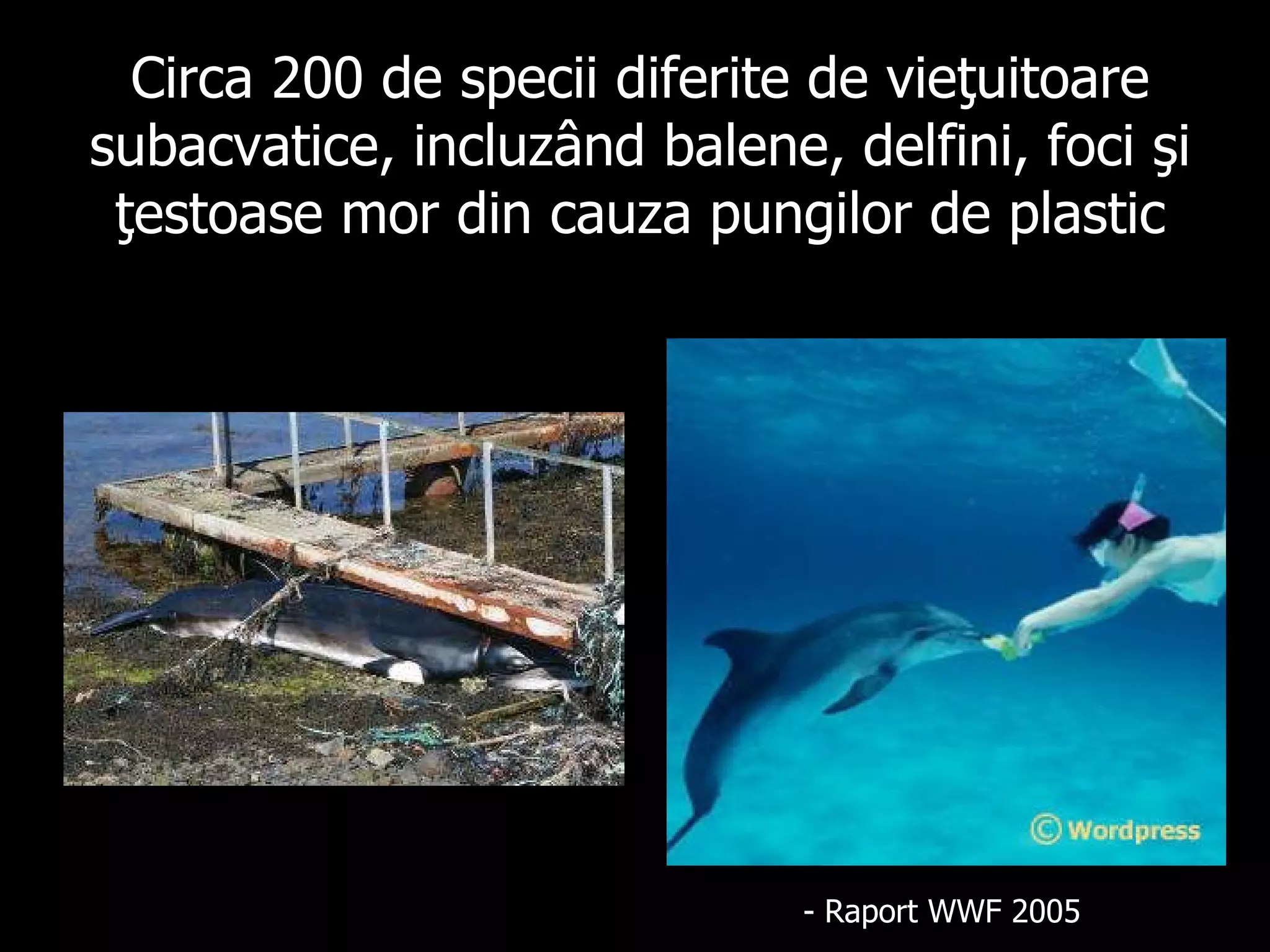Circa 200  de specii diferite de vieţuitoare subacvatice, incluzând balene, delfini, foci şi ţestoase mor din cauza pungilor de plastic -  Raport  WWF 2005 