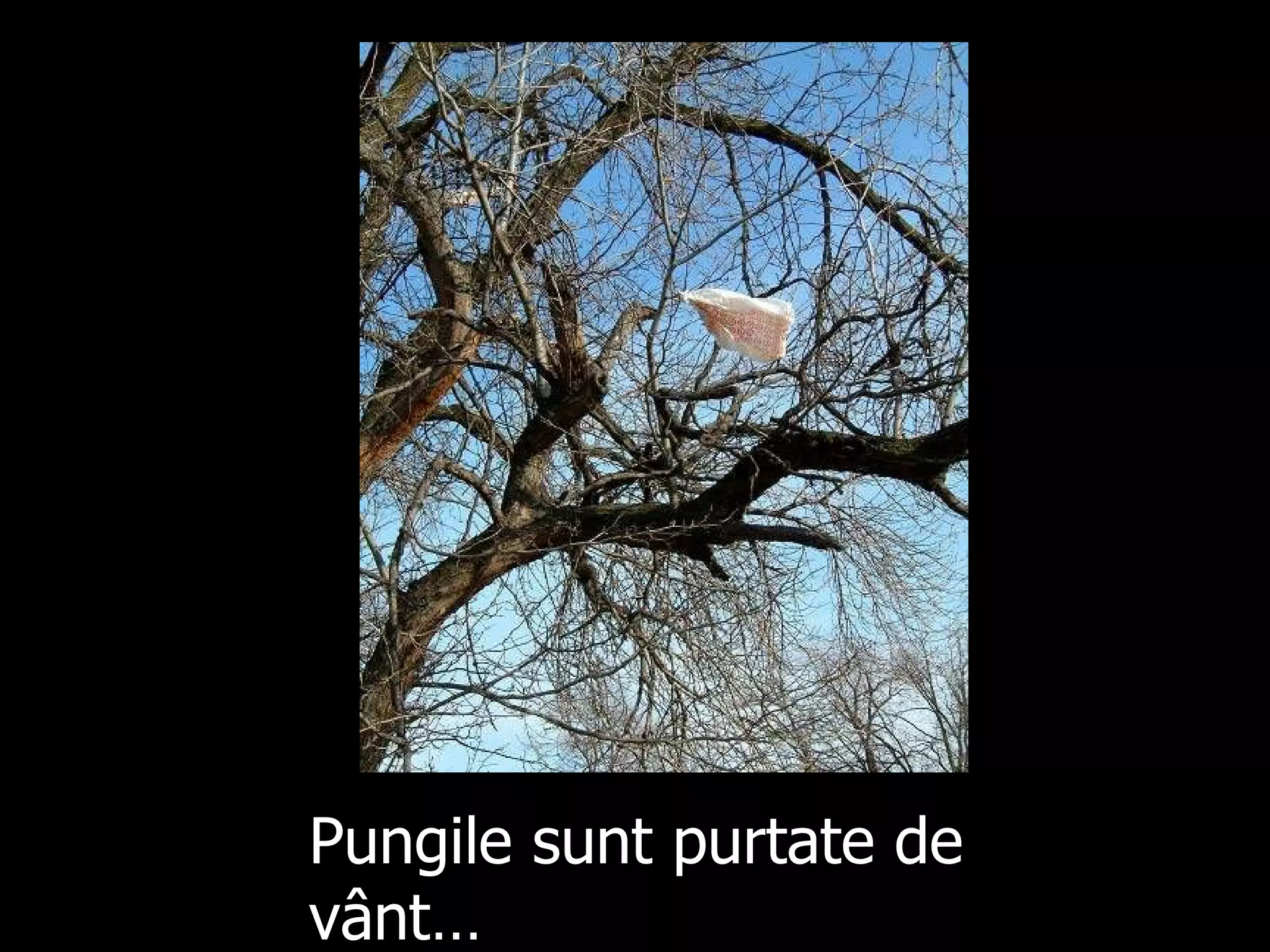 Pungile sunt purtate de vânt… 