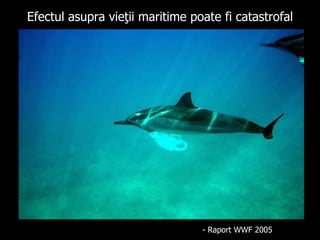 Efectul asupra vieţii maritime poate fi catastrofal - R aport  WWF 2005 