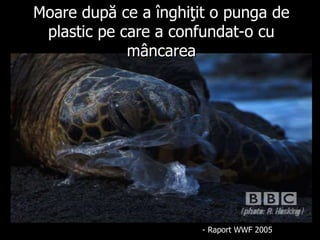 Moare după ce a înghiţit o punga de plastic pe care a confundat-o cu mâncarea - R aport  WWF 2005 