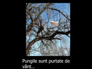 Pungile sunt purtate de vânt… 