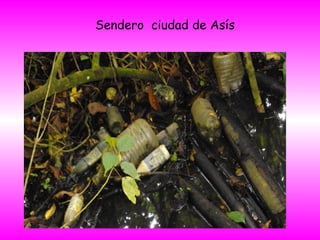 Sendero ciudad de Asís
 