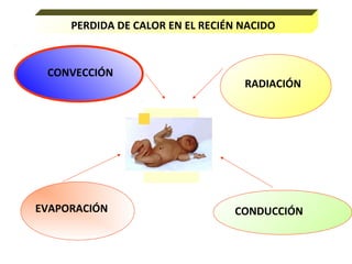 PERDIDA DE CALOR EN EL RECIÉN NACIDO
CONDUCCIÓN
CONVECCIÓN
RADIACIÓN
EVAPORACIÓN
 