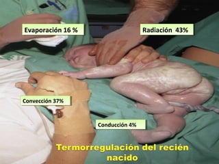 Conducción 4%Conducción 4%
Convección 37%Convección 37%
Evaporación 16 %Evaporación 16 % Radiación 43%Radiación 43%
 