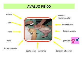 AVALÚO FISÍCO
cabeza
ojos
oídos
nariz
Boca y garganta
Cuello, tórax , pulmones Corazón, abdomen
genitales
Espalda y recto
extremidades
Sistema
neuromuscular
 