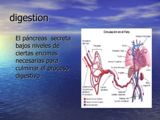 digestion El páncreas  secreta bajos niveles de ciertas enzimas necesarias para culminar el proceso digestivo  