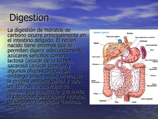 Digestion La digestión de hidratos de carbono ocurre principalmente en el intestino delgado. El recién nacido tiene enzimas que le permiten digerir adecuadamente azúcares sencillos como la lactosa (azúcar de la leche), sacarosa (azúcar común) y algunos oligosacáridos; sin embargo posee bajos niveles de la enzima amilasa salival y sólo un 10% de la actividad de amilasa pancreática lo que limita la capacidad para digerir hidratos de carbono complejos (harinas, cereales  