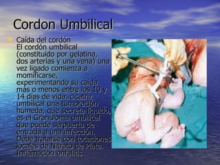 Cordon Umbilical  Caída del cordón El cordón umbilical (constituido por gelatina, dos arterias y una vena) una vez ligado comienza a momificarse,  experimentando su caída más o menos entre los 10 y 14 días de vida. cicatriz umbilical una tumoración húmeda, que secreta líquido, es el Granuloma umbilical que puede serpuerta de entrada a una infección. Debe tratarse con tocaciones locales de Nitrato de Plata. Inflamaciòn onfalitis  