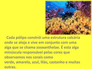 Cada pólipo constrói uma estrutura calcária onde se aloja e vive em conjunto com uma alga que se chama zooxanthelae. É esta alga minúscula responsável pelas cores que observamos nos corais como verde, amarelo, azul, lilás, castanho e muitas outras.