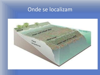 Onde se localizam
 