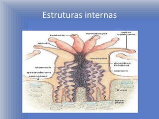Estruturas internas
 
